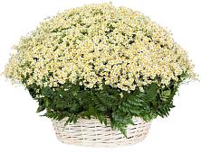 Цветочная композиция из Ромашки в корзине #REPLACE_PRED# Куеда